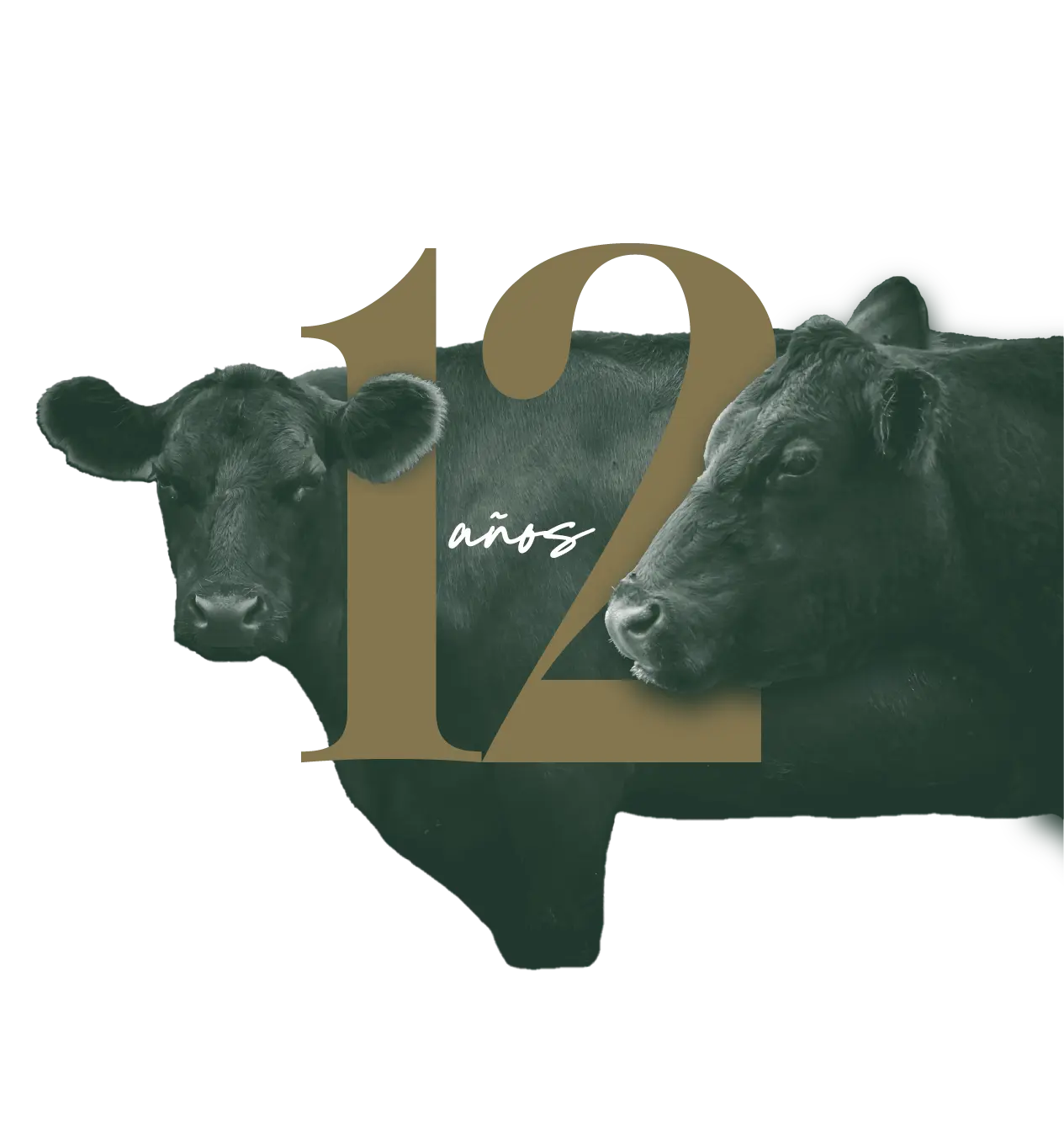 Asset 10-dry-aged Asset 10-dry-aged